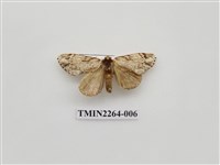 藏品(灰小掌舟蛾)的圖片